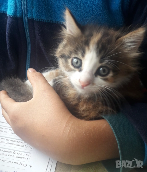 Пухкави женски котета  на 1 месец, снимка 1