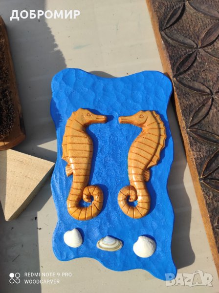 Морски кончета, снимка 1