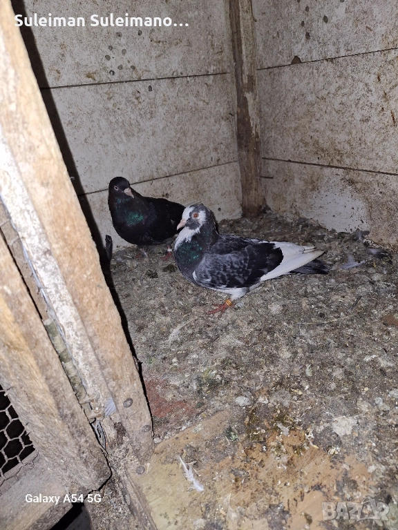 Гълъби на въртене всичко 50 лв, снимка 1