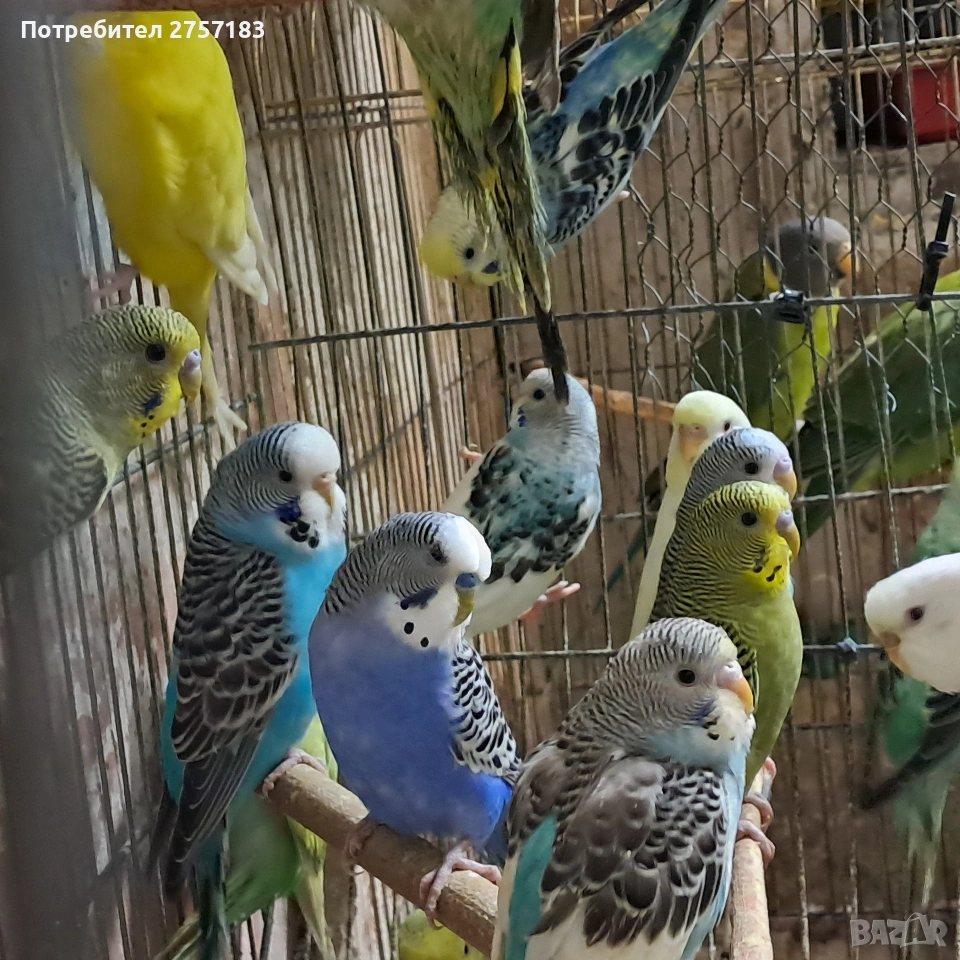 продавам вълнисти папагали , снимка 1