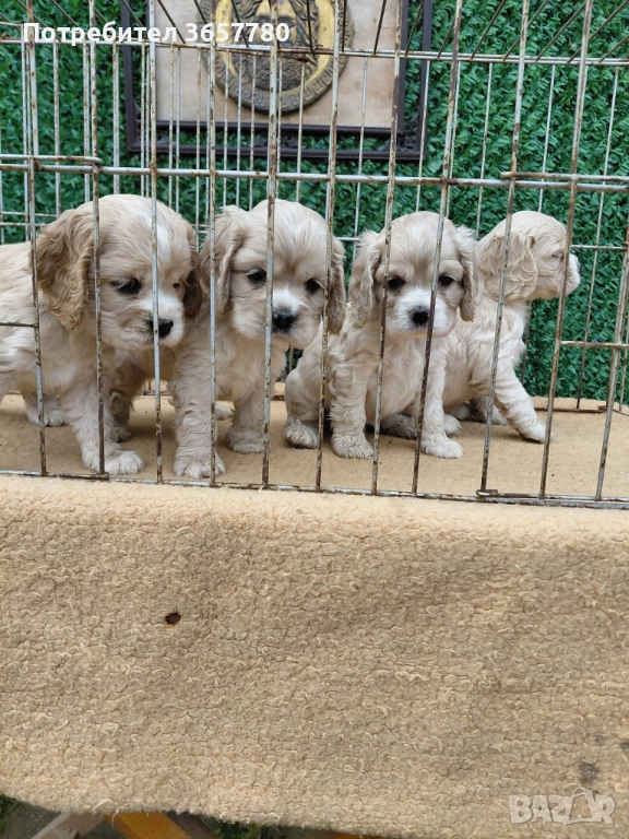 Американски кокер шпанол, снимка 1