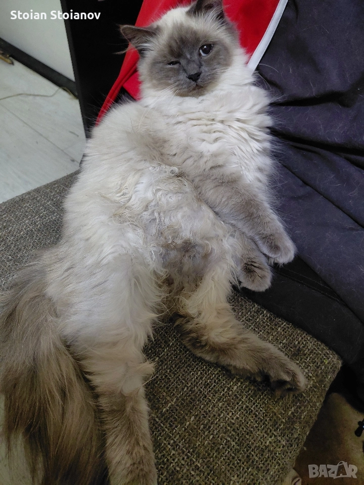 Продавам Регдол котенца ( Regdoll ), снимка 1