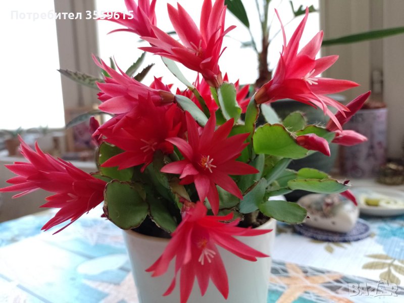 красиво цвете от Испания. Стайно, снимка 1