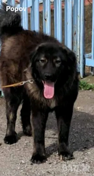 Българско овчарско куче , снимка 1