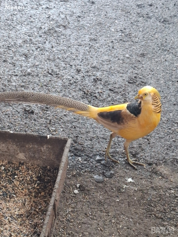 Жълтозлатни фазани, снимка 1