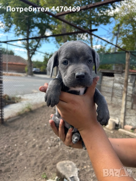 Кане Корсо, снимка 1