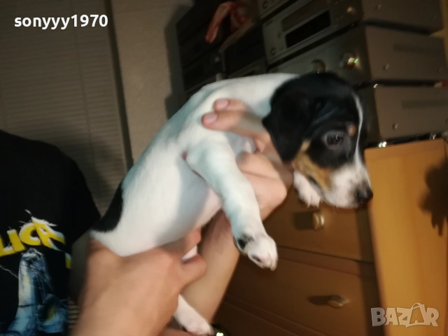 ЖЕНСКО КУТРЕ ДЖАК РЪСЕЛ 1310250645, снимка 16 - Джак ръсел териер - 52032852