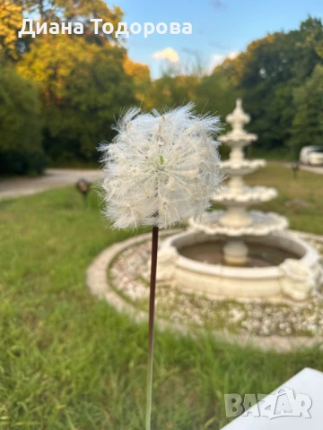 Декоративно глухарче 