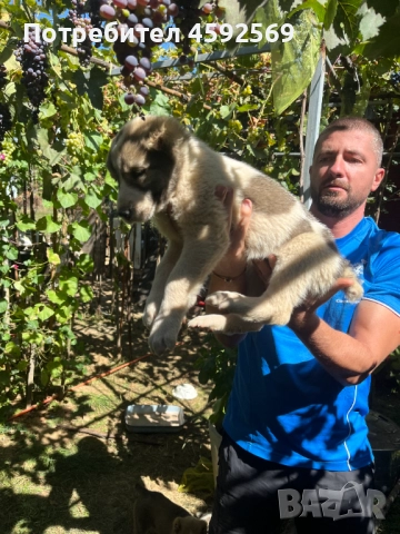 САО Алабай, снимка 1