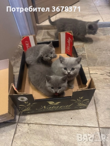 Британски котенца