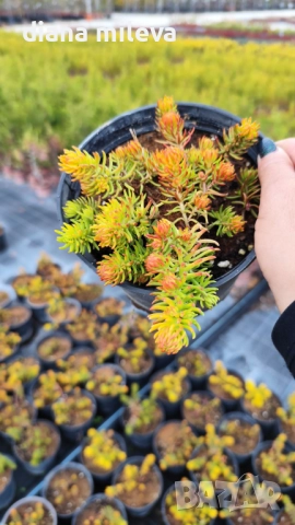 Седум  Анджелина, Sedum rupestre Angelina, снимка 18 - Градински цветя и растения - 52162046