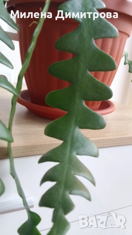 Epiphyllum anguliger кактус зигзаг, снимка 10 - Стайни растения - 49747854