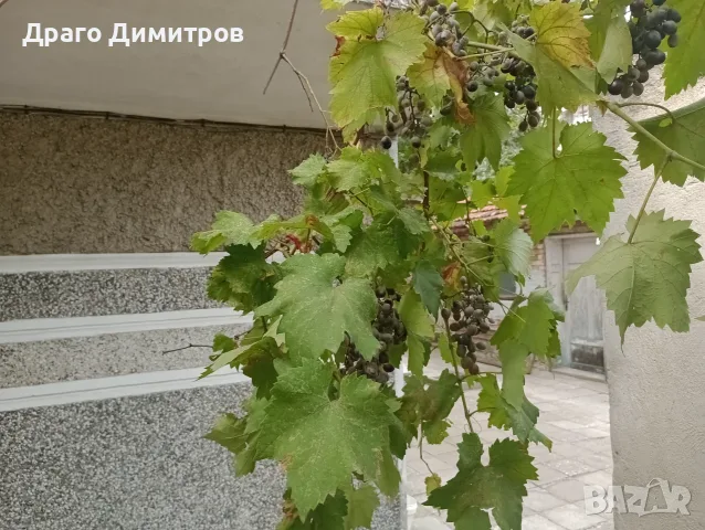 Продавам тъмно грозде,подходящо само за червено вино,обирате го цялото по асмите за 30  всичкото., снимка 6 - Домашни продукти - 56129807