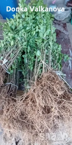Лигуструм ,гол корен
