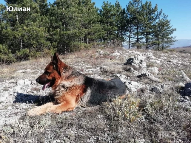 Елитна мъжка немска овчарка, снимка 6 - Немска овчарка - 52344385