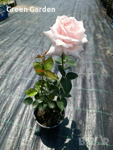 рози , снимка 14 - Градински цветя и растения - 50330660