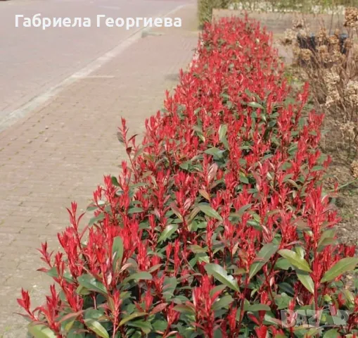 Фотиния компакта , снимка 2 - Градински цветя и растения - 49744625