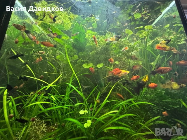 Хелер , Молинезия , Плата , Гупа , Комети, снимка 3 - Рибки - 51515705