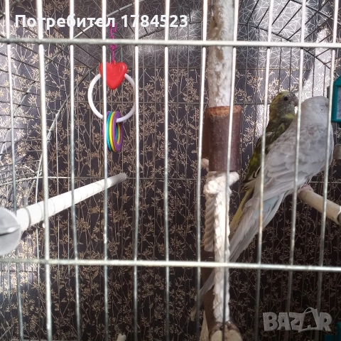 Пойни папагалчета 2025г., снимка 5 - Папагали - 52720636