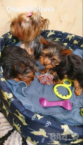 мини йоркширски териер, снимка 4 - Йоркширски териер - 53135631