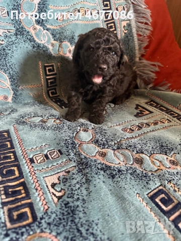 Той пудел момче , снимка 3 - Пудели - 53668540