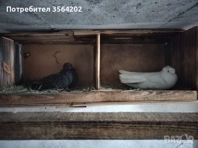 Белослатински двукачулни гълъби 1чифт