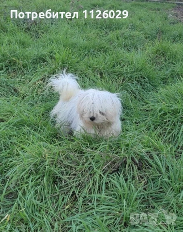 Малтийски болонки - женски, снимка 3 - Болонка - 52219683