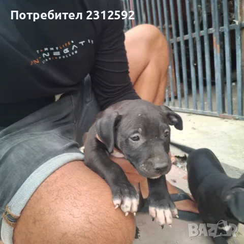 Продават се питбучета!, снимка 9 - Питбул - 56167868