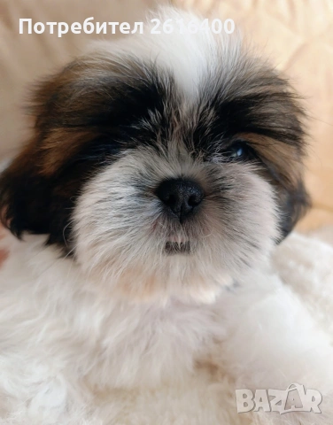 момче и момиче Ши Тцу