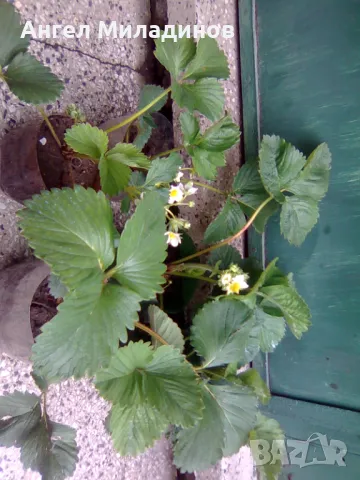 Ягоди Немска принцеса