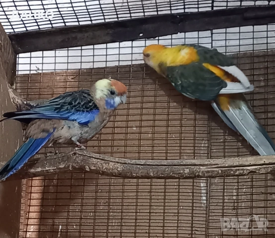 ПОСЛЕДНИ!!!  РАЗМНОЖАВАЩИ СЕ ДВОЙКИ ПЕНАНТОВИ РОЗЕЛИ, снимка 2 - Папагали - 50987571