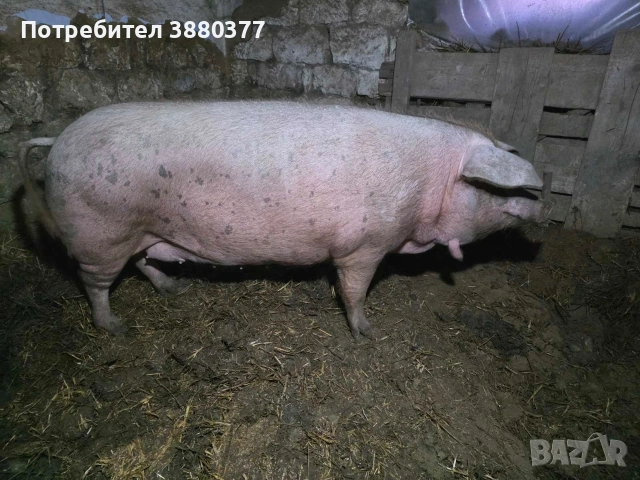 Женско прасе с менгуши, снимка 4 - Прасета - 53771068