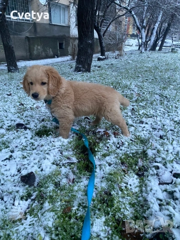Подарява се -Голдън ретривър