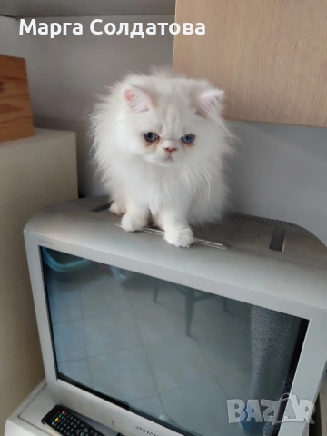 Персиисчета