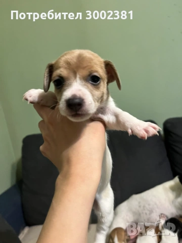 Джак Ръсел териер, снимка 8 - Джак ръсел териер - 52887126