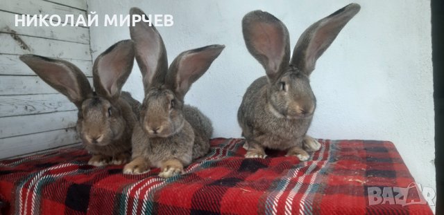 Белгийски великани, снимка 4 - Други животни - 36530605