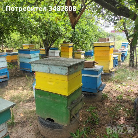 Пчелни семейства( кошери)