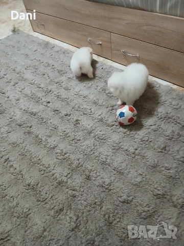 Mini Pomeran, снимка 6 - Померан - 53406474