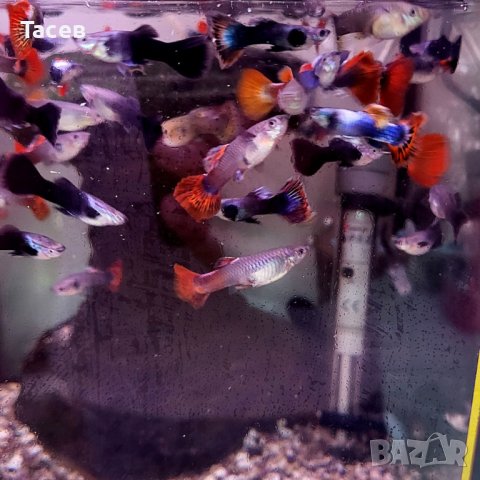 Гупи в Рибки в гр. София - ID41161146 — Bazar.bg