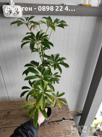 Шефлера (Schefflera), снимка 5 - Разсади - 53407578