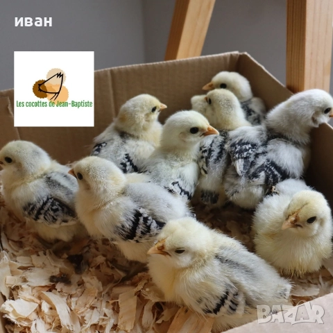 пилета брезета различни цветове