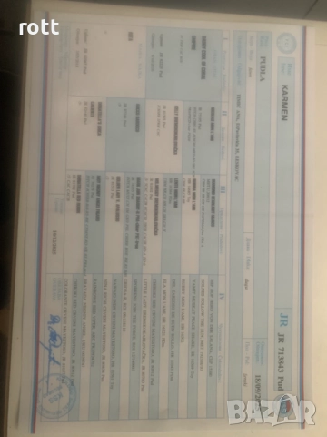 Той пудел, снимка 5 - Пудели - 52825480