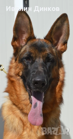 Мъжки немски овчарки с родословие. , снимка 3 - Немска овчарка - 53136357