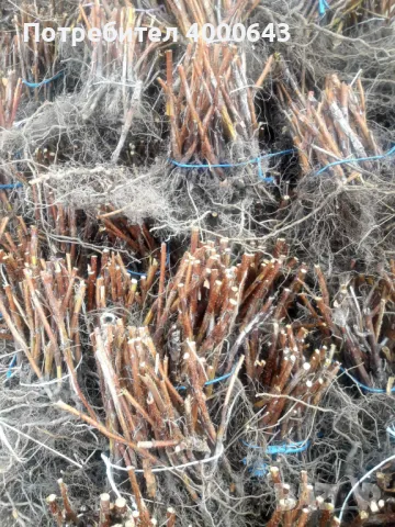 Целогодишен сорт разсад ягоди и малини , снимка 7 - Разсади - 49029718