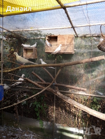 Сенегалски гугутки, снимка 2 - други­ - 51779307