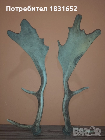 Рога от елен - Лопатар, снимка 4 - Други ценни предмети - 52829017