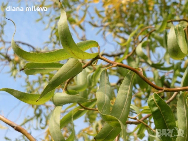Къдрава върба ‘Тортуоса’, (Salix matsudana ‘Tortuosa’), снимка 2 - Градински цветя и растения - 53639320