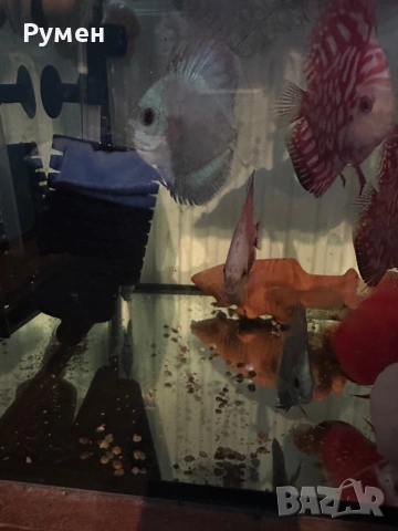 Продавам млади дискуси, снимка 3 - Рибки - 53222453