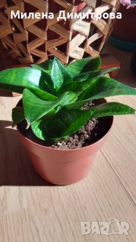 Сансевиера 2 вида / Sansevieria Hahnii/Sansevieria trifasciata  