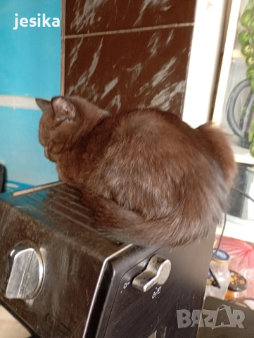 подарявам малки сладки котенца, полуперсийчета много кротки и социални., снимка 11 - Други - 52403149